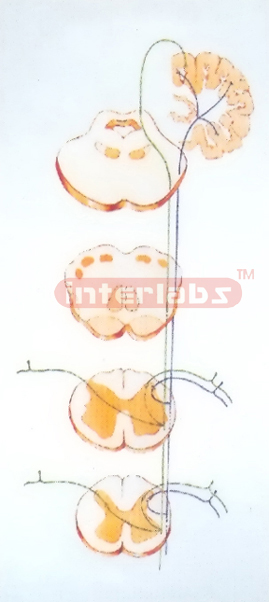 HANGING HUMAN NEURON STRUCTURE MODEL